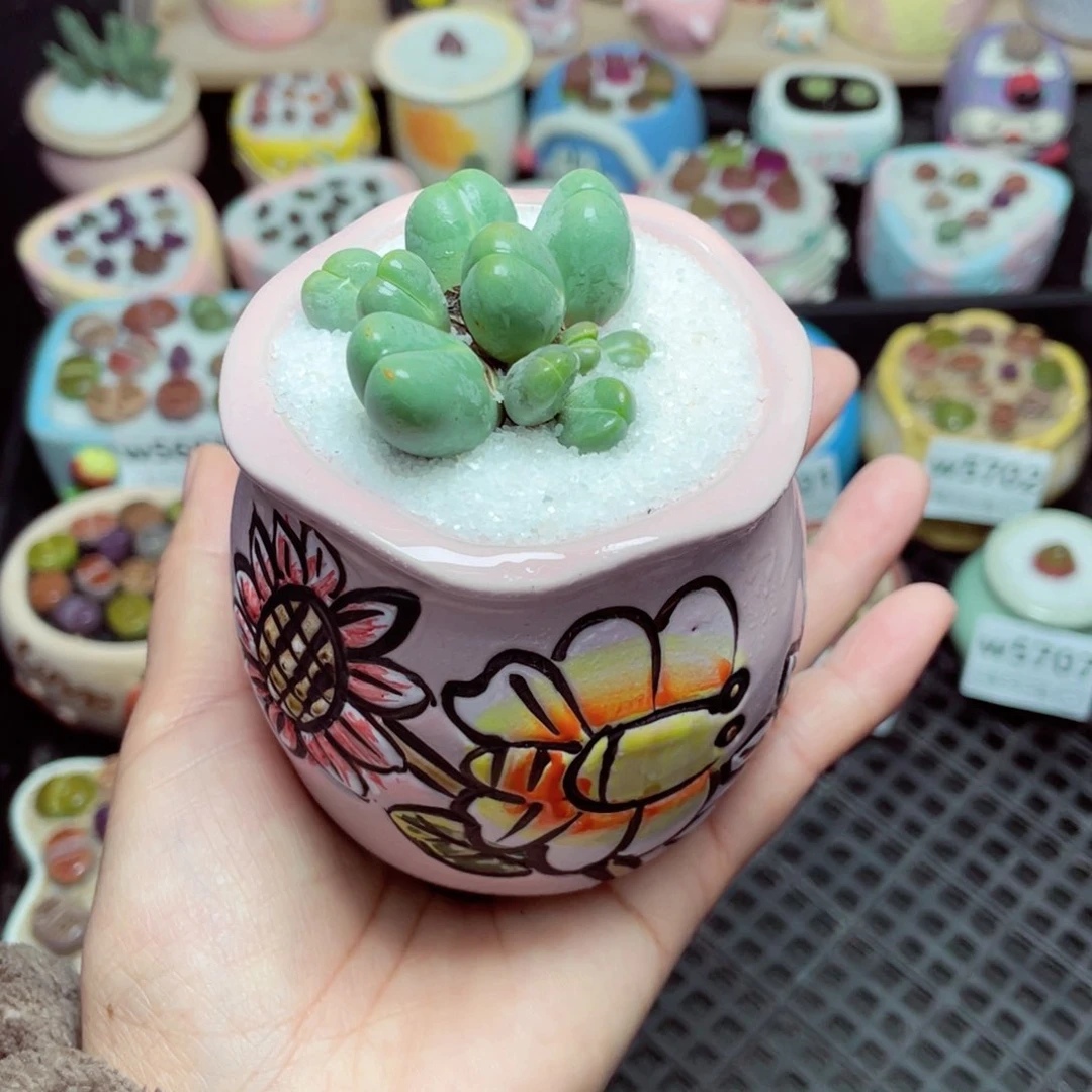 w5710 -零下地区拍保温箱-15支持寄养