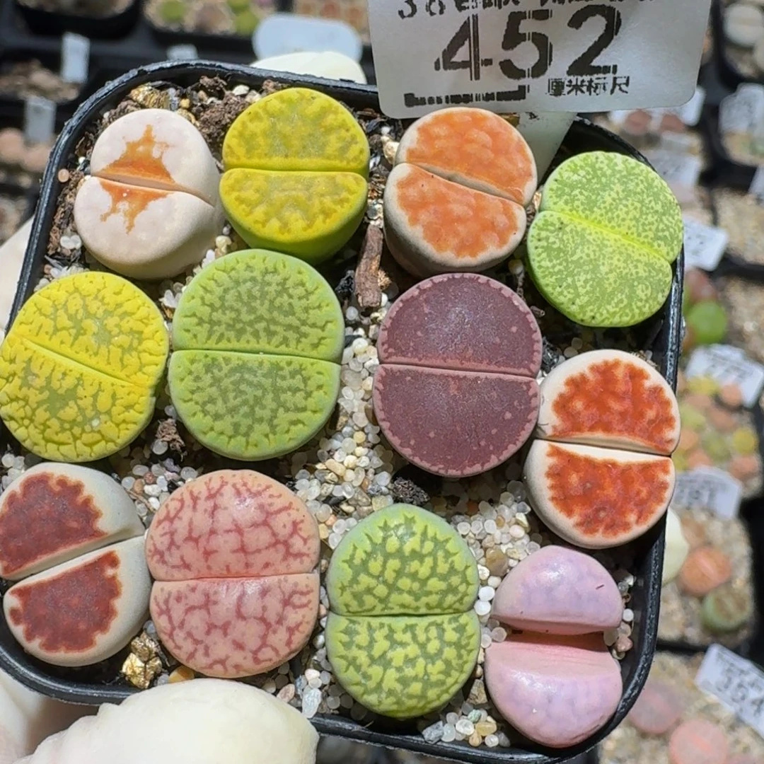 zzzzz生石花肉锥452