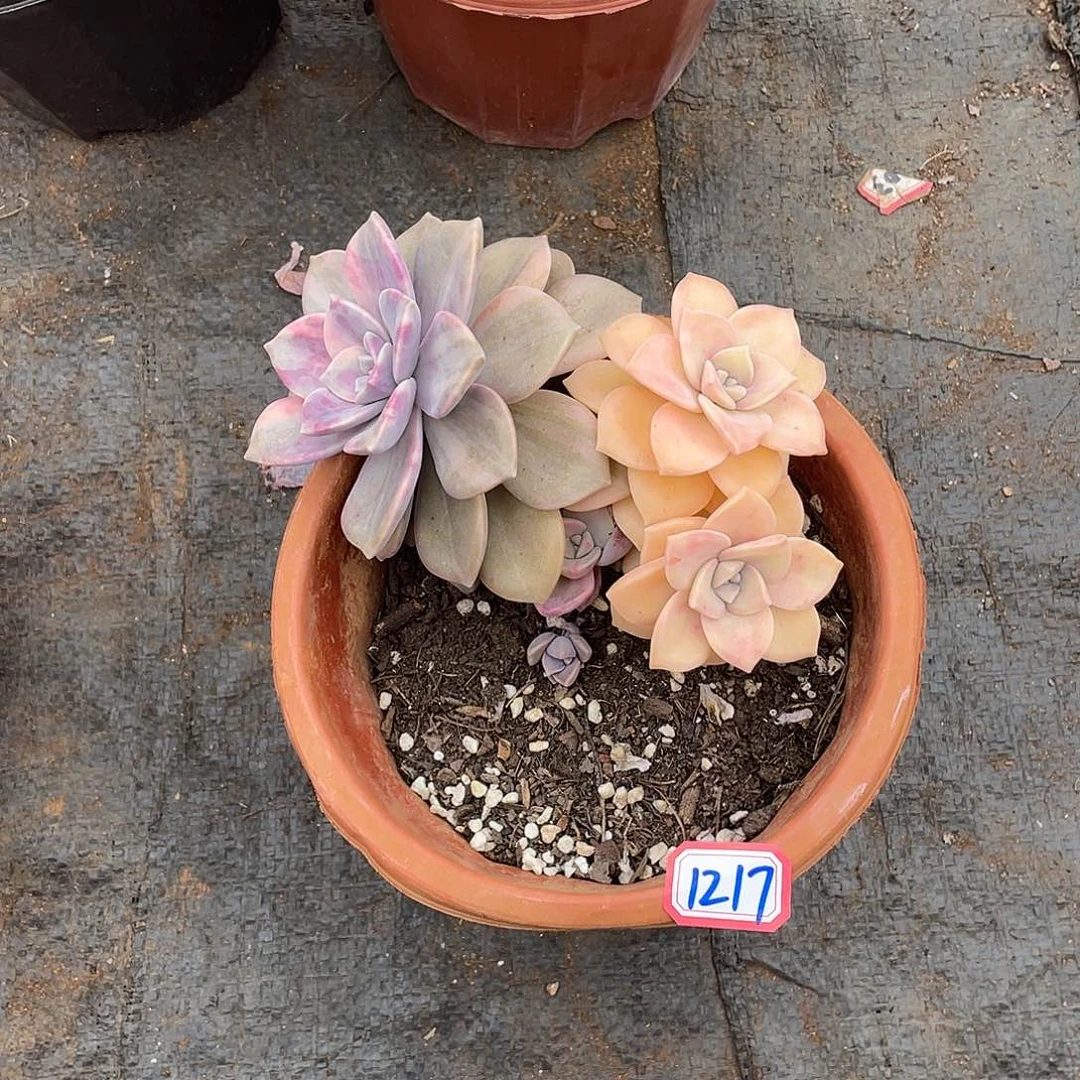 S*.紫乐锦1217 晓晓一物一拍