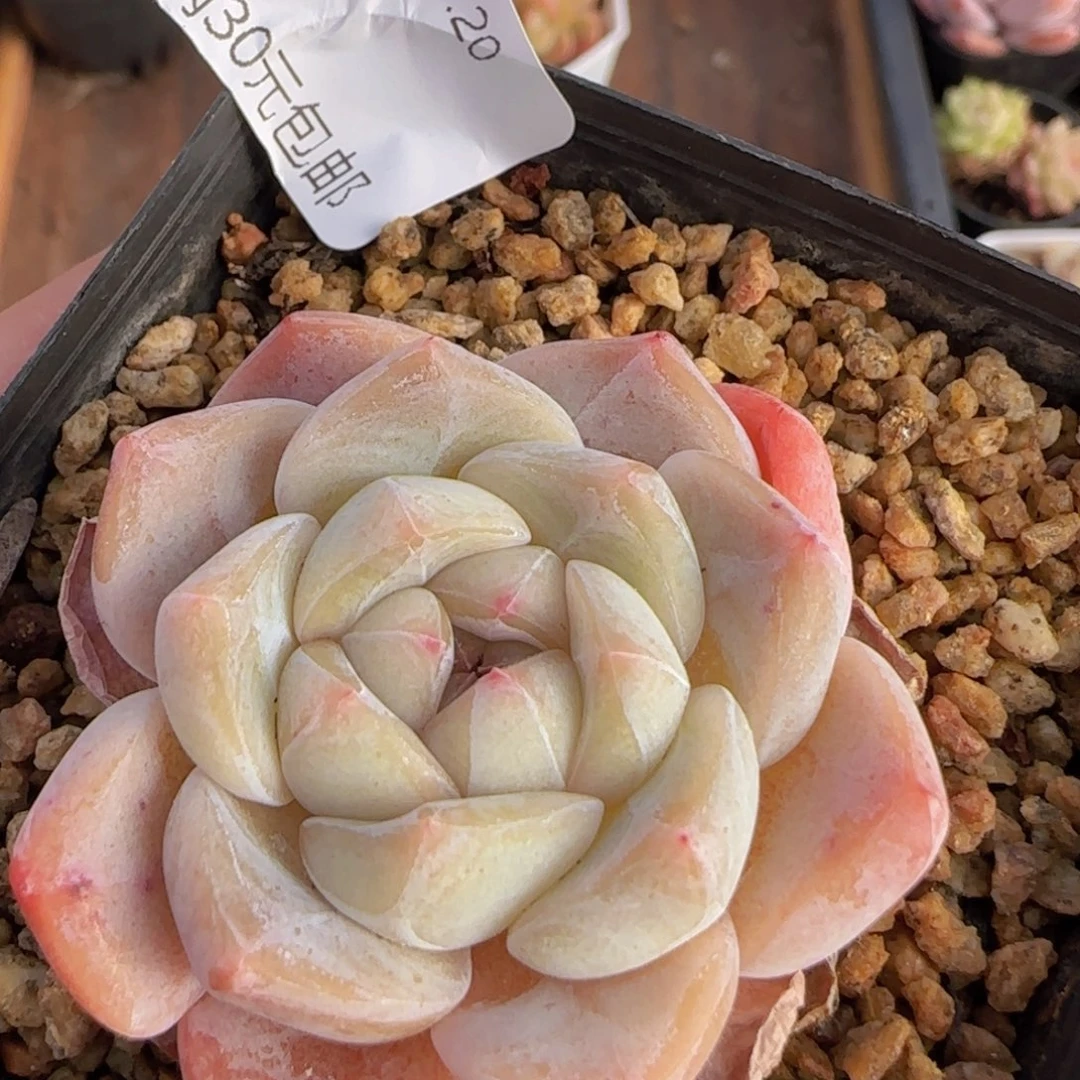 刚毅单头一颗脱土