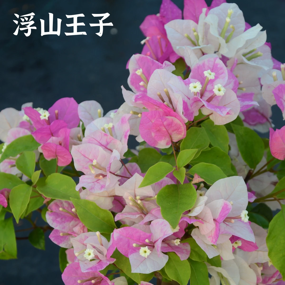 【漳红樱】百变花蝴蝶三角梅盆栽阳台庭院楼顶篱笆墙四季开花