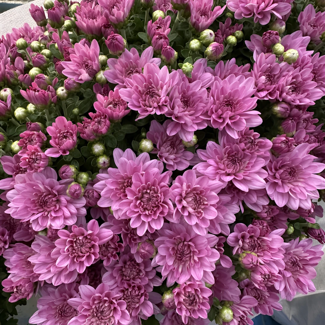 小熊粉 千头菊球菊 耐寒耐热多年生植物  新手易养护