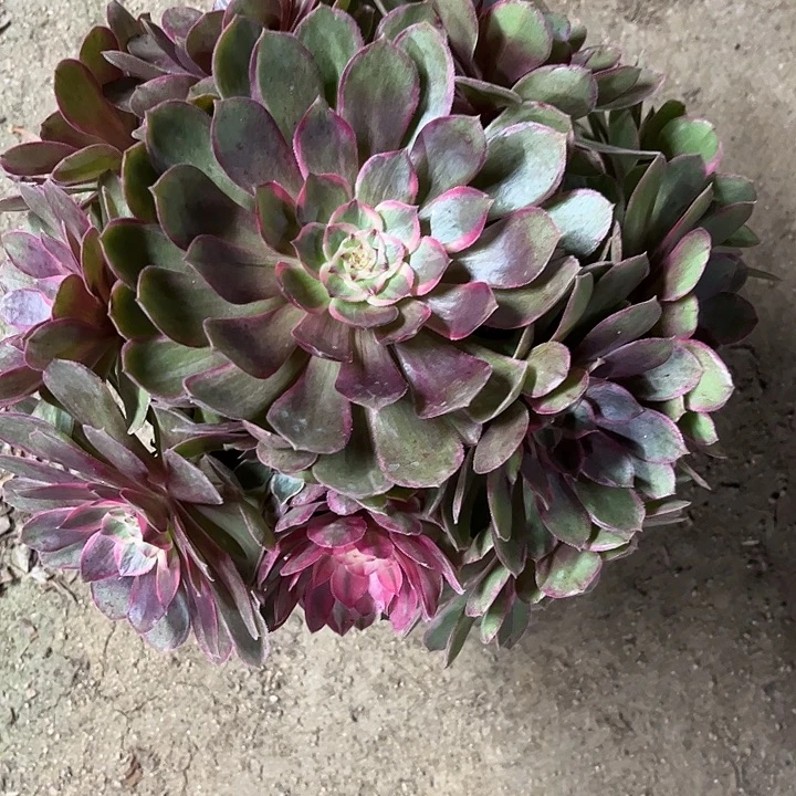 多肉植物莲花座锦…………