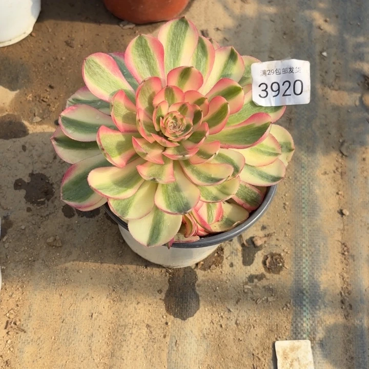 荔枝多肉法师3920