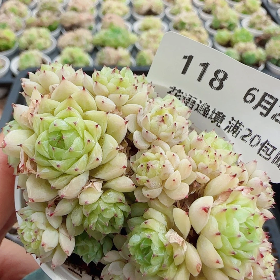 花语逸镜0626-118散