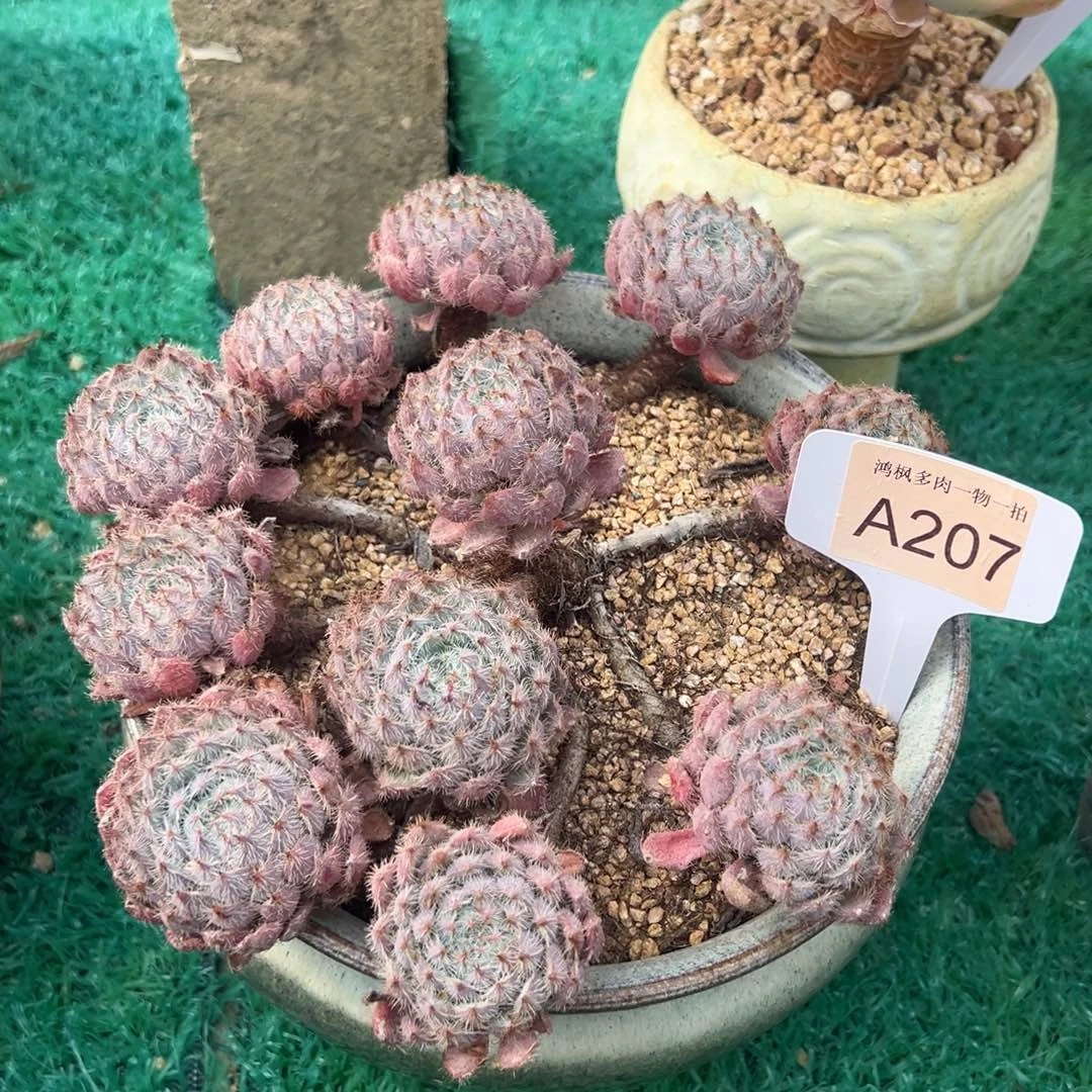 无花朵毛球球，，，，，，，，，，，，，，，，