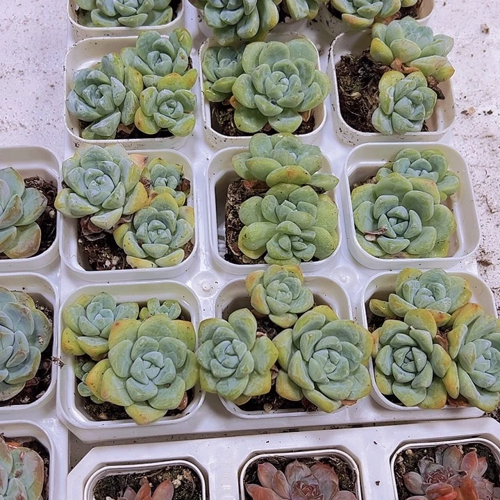 老桩冰玉19包邮多肉植物