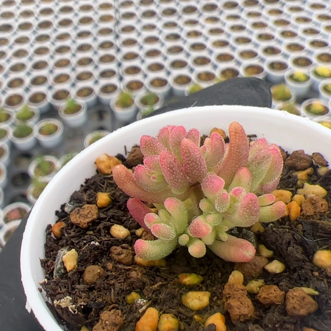 九***多肉植物枝干红宝石锦