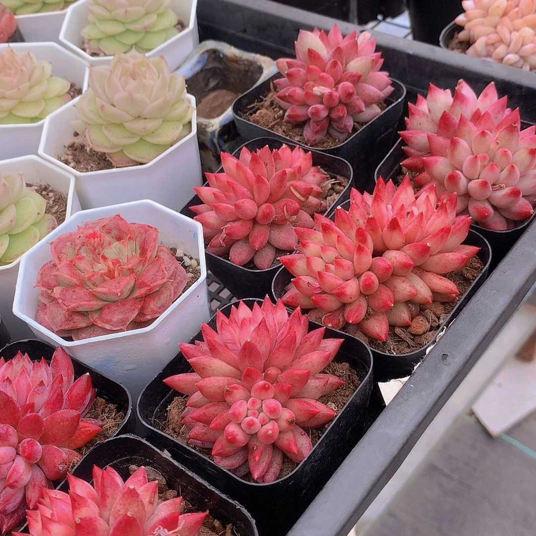 双头虞美人245678990000