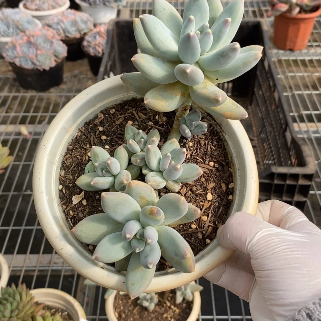 19736星空美人一物一拍