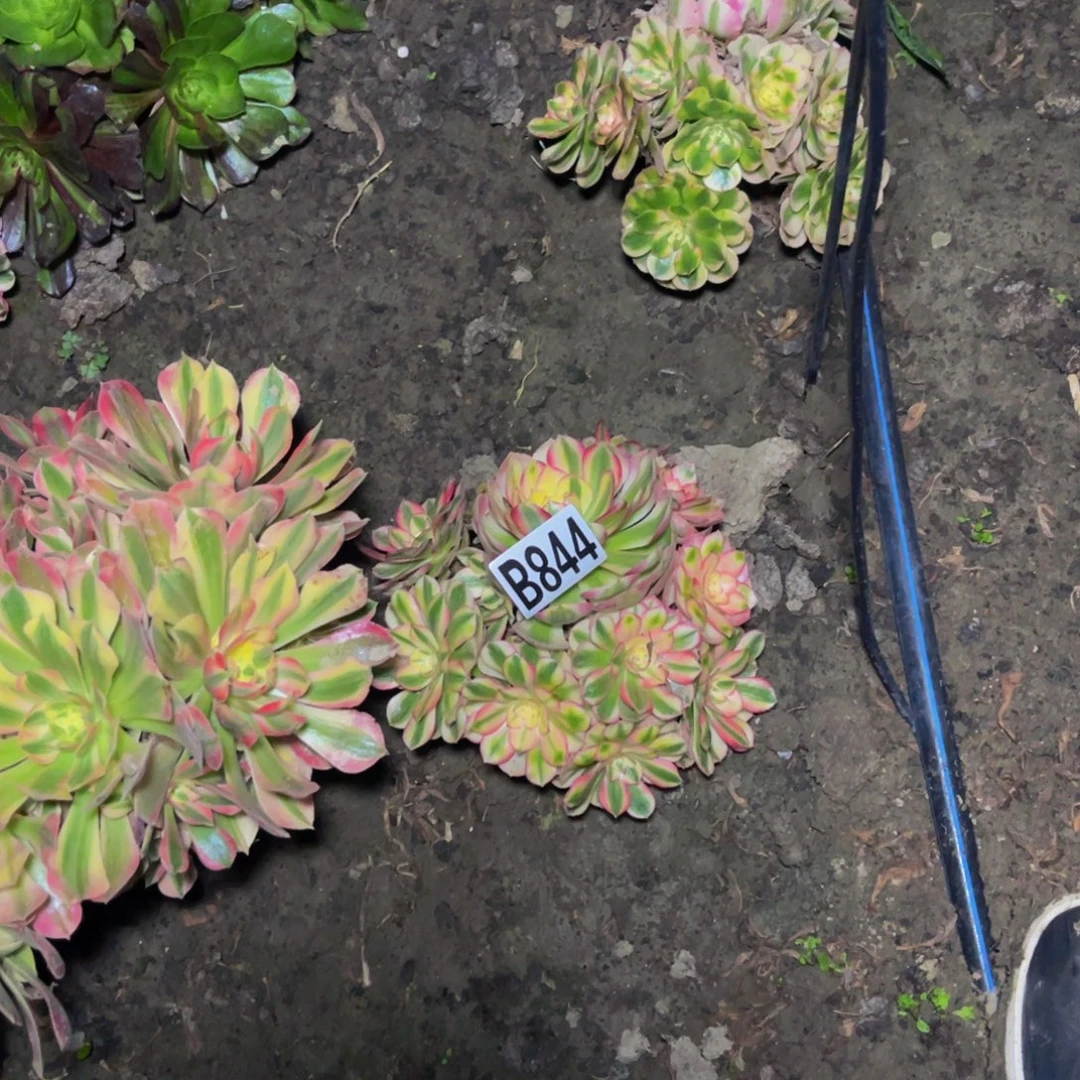 四盆法师16///14包邮