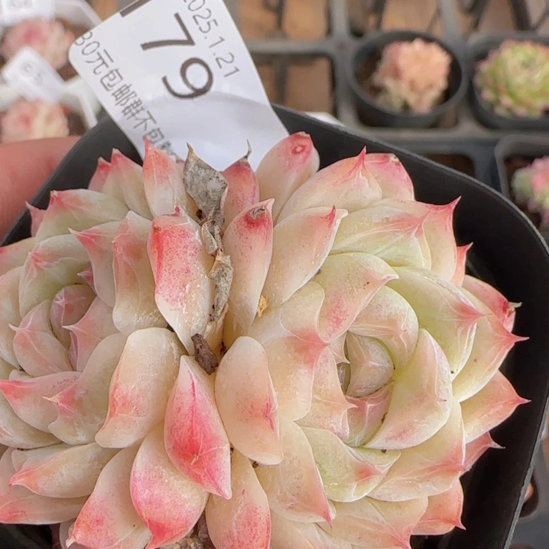 瑶瑶双头一颗一颗脱土