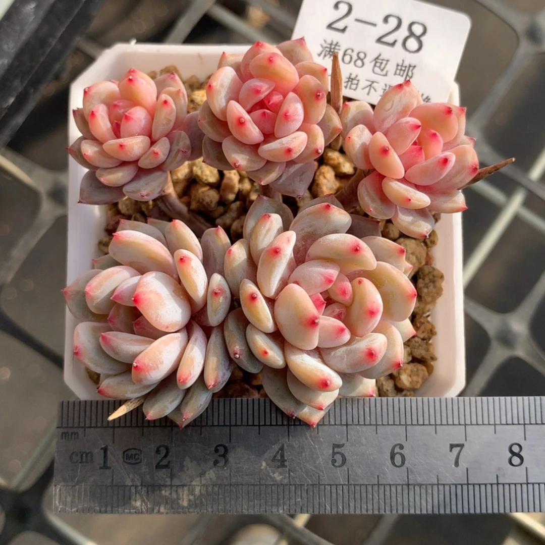 小***?28。星星橙。五头整桩带盆土。