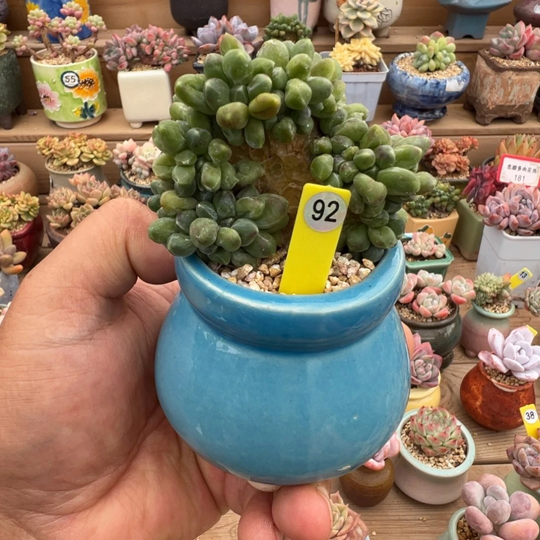 奋****92号千带田带盆土发货