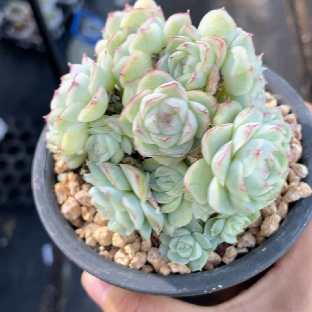 优选白底蕾丝边女王1228