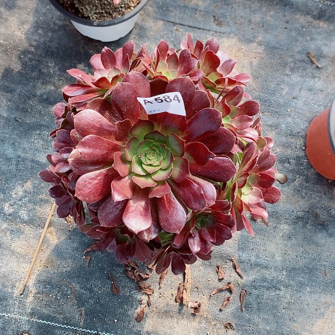 炽焰连584多肉111111