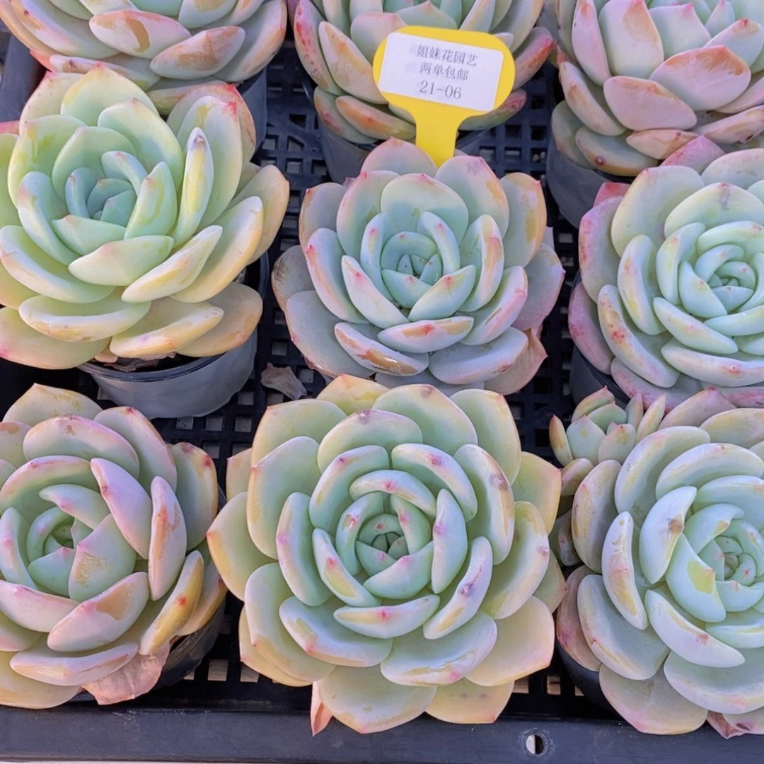 21-06-M母本奶油凤橙单头一个