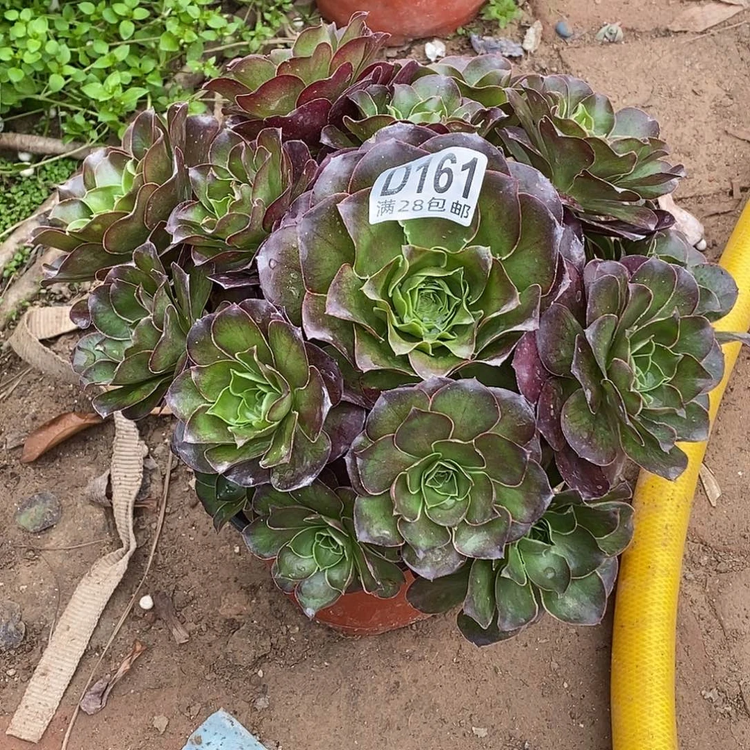 161 多肉植物不包断枝