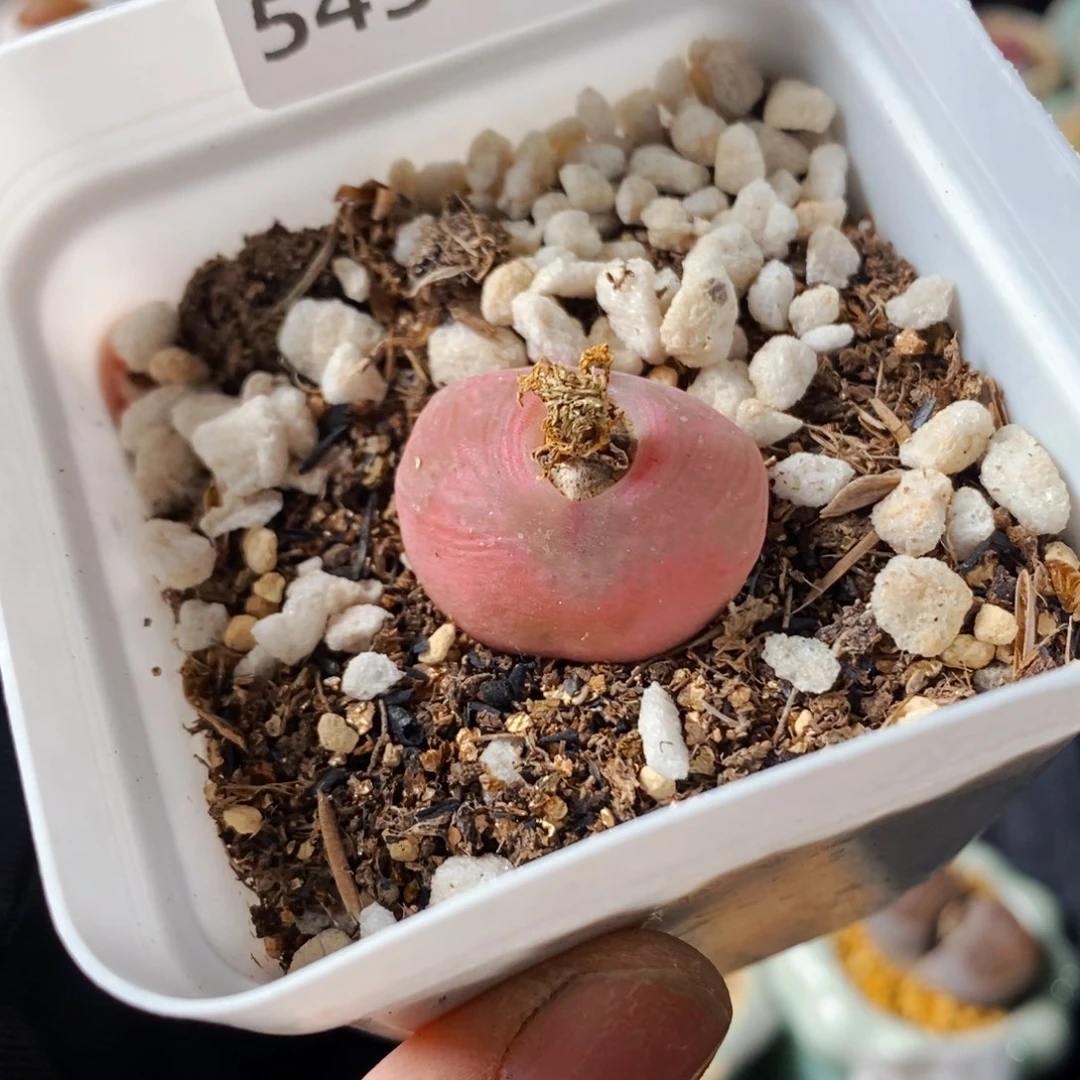 蘑**象5431-一物一拍 蟠桃