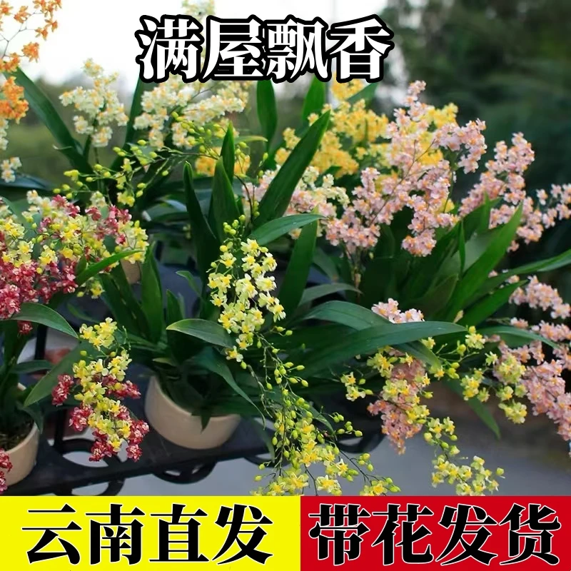 带花苞文心兰梦香兰浓香绿植盆栽植物室内大花蕙兰石斛兰四季花卉
