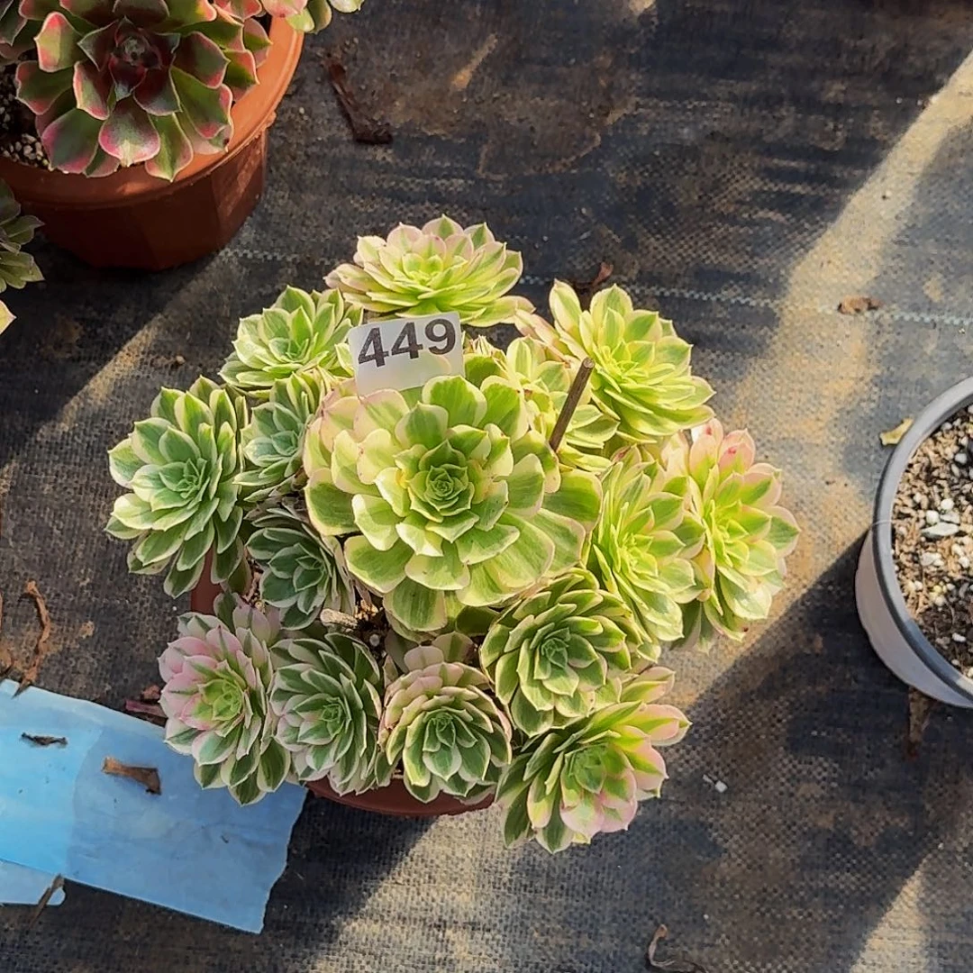 449海仙冠服27公分左右