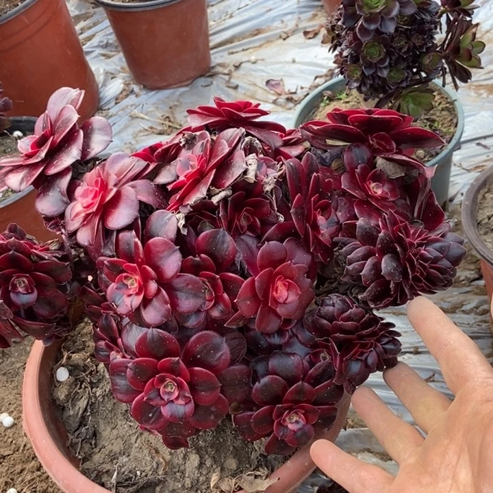 布*坊618美杜莎缀化