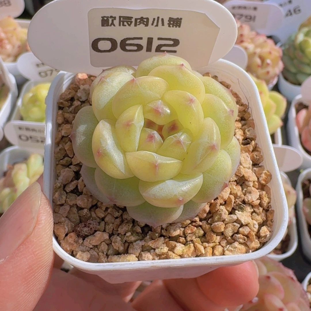 多肉植物杂交0612