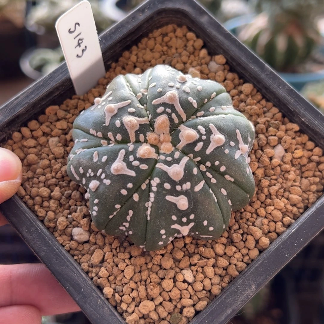 无花朵143实生海星体双腿琉璃v6cm