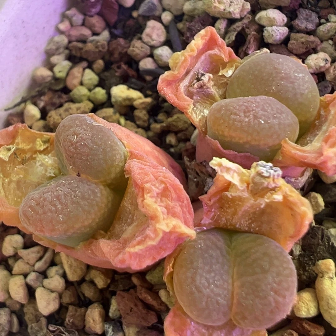 粉翻窗 肉锥植物