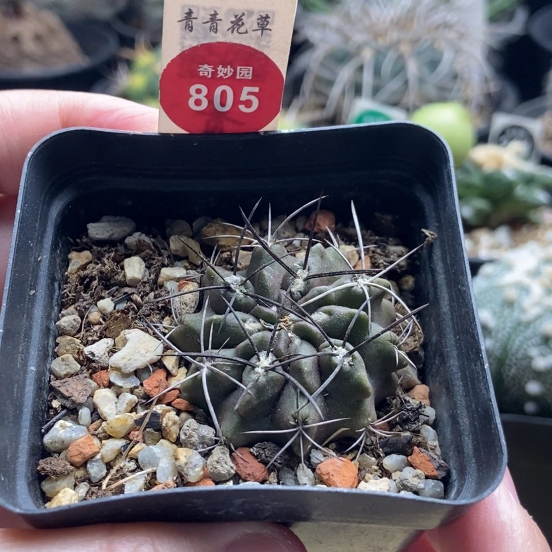 实生狂刺素妆玉3.8cm