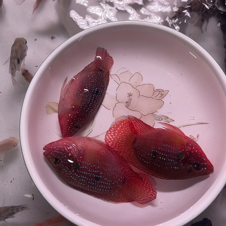 鹦鹉鱼红宝石3条备损1