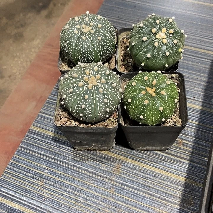 故***了组合4棵实生脱土发货