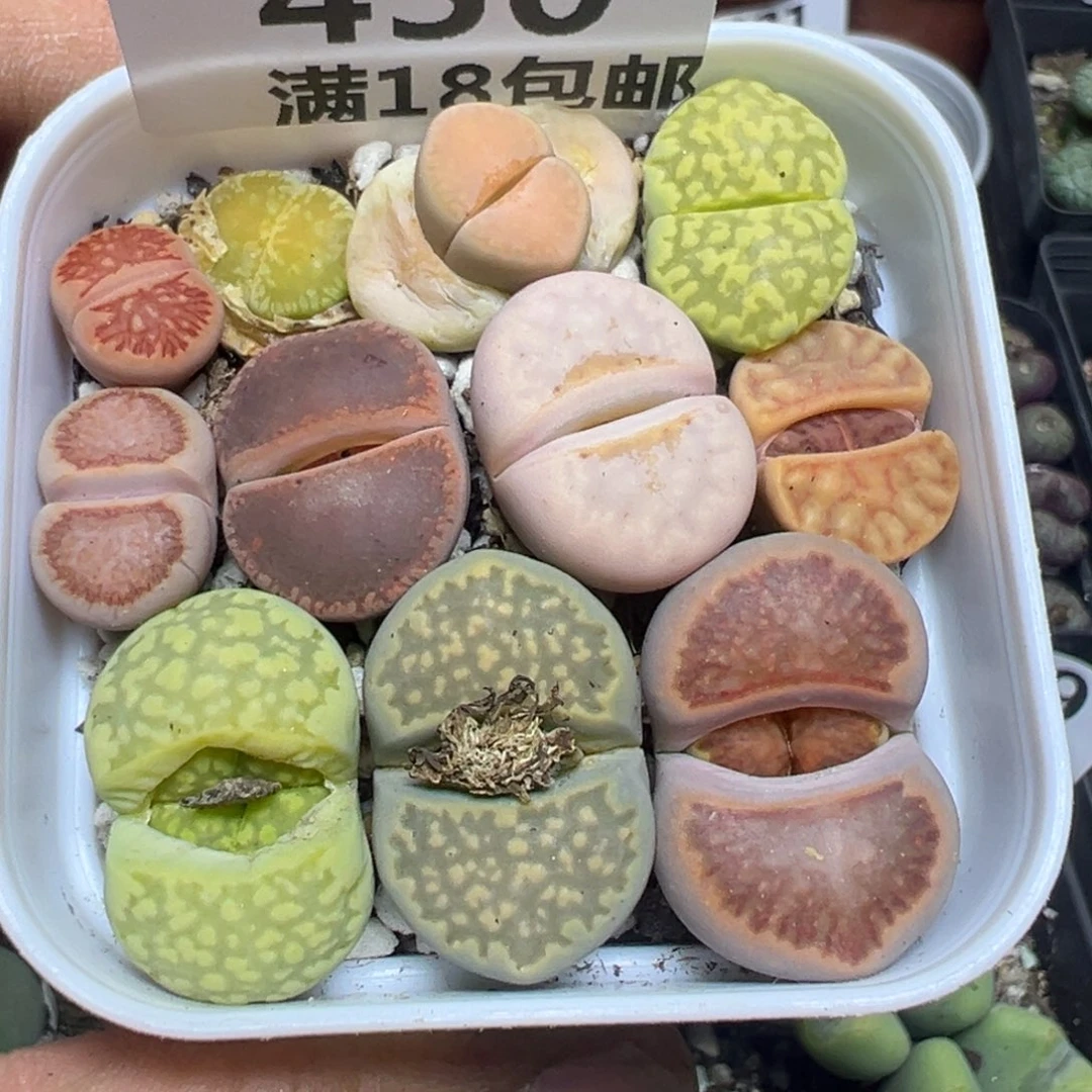 【闪购商品】 430。