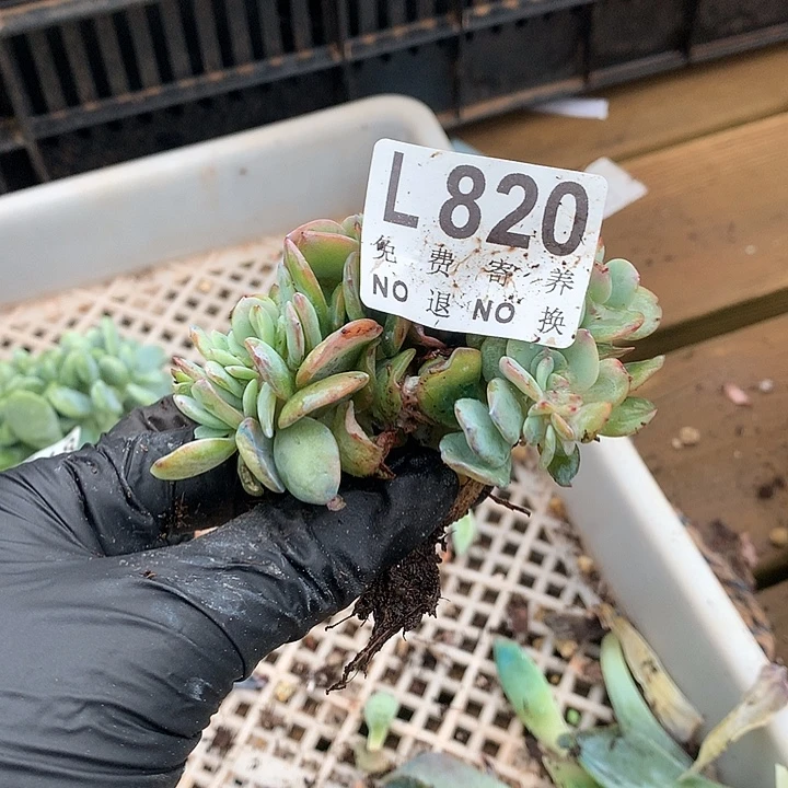 陈***莉白凤缀化 多肉植物 9.28号发