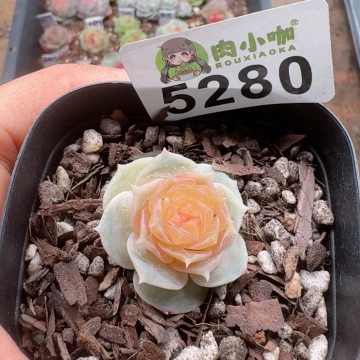 黄*瑞多肉植物多肉植物