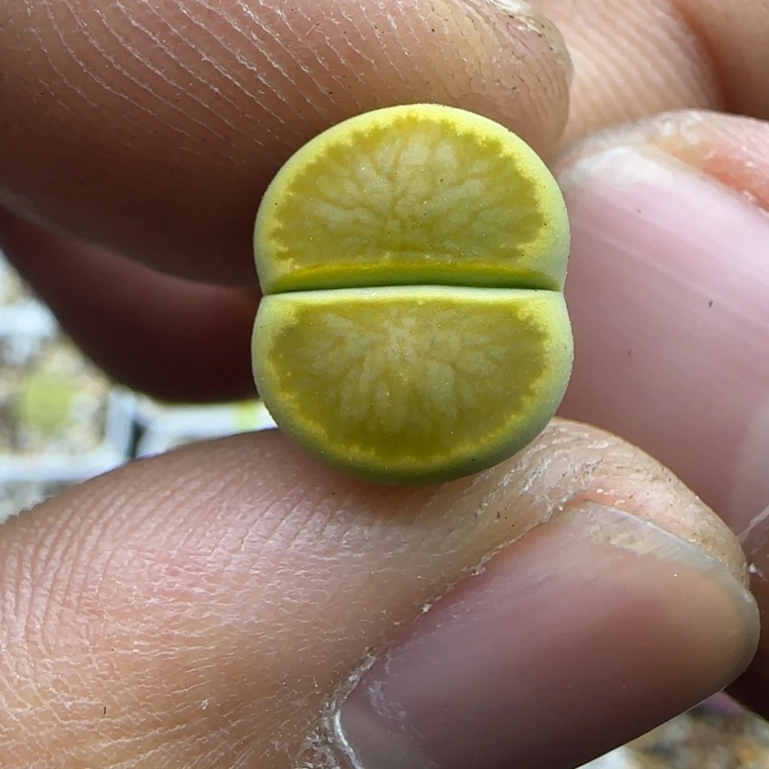 273 生石花大棚直播