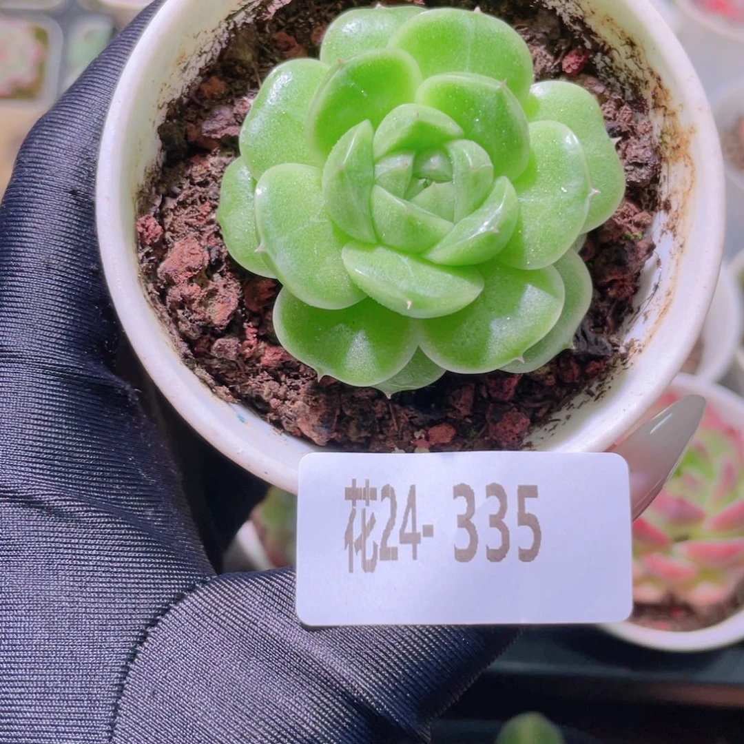 花利美24-335麦秆