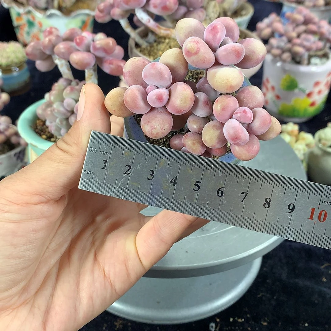 芸*70号带盆偏远地区不包邮的