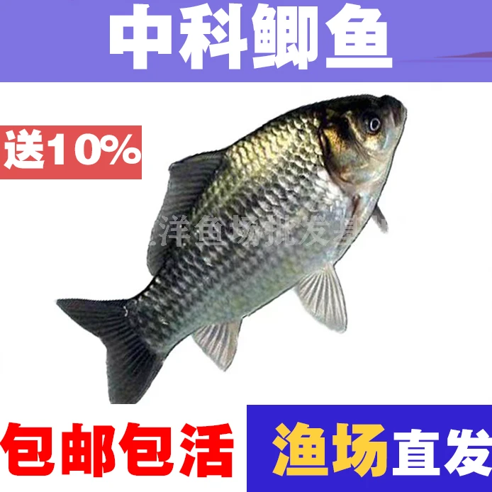 中科5号鲫鱼苗淡水鱼冷水鱼抗病正宗鲫鱼活体水产批发包邮