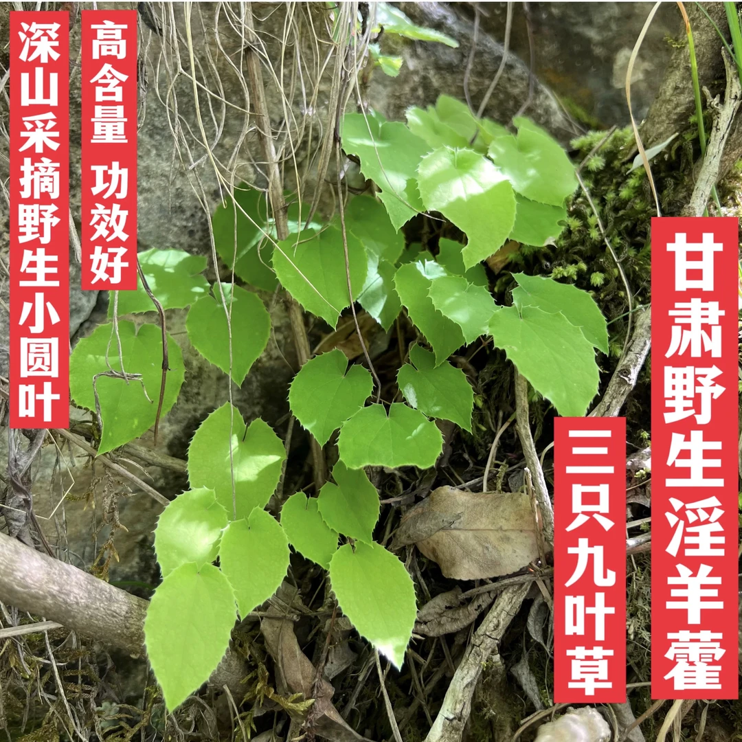 甘肃野生三只九叶草小圆叶淫羊藿可搭配肉苁蓉玛卡泡水泡酒纯叶