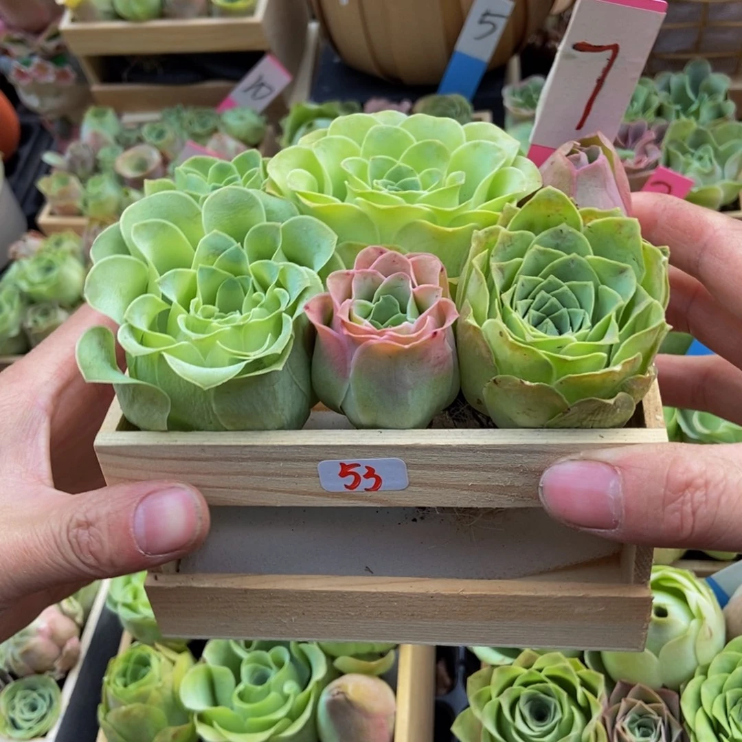 世***落山地玫瑰多肉植物花卉53