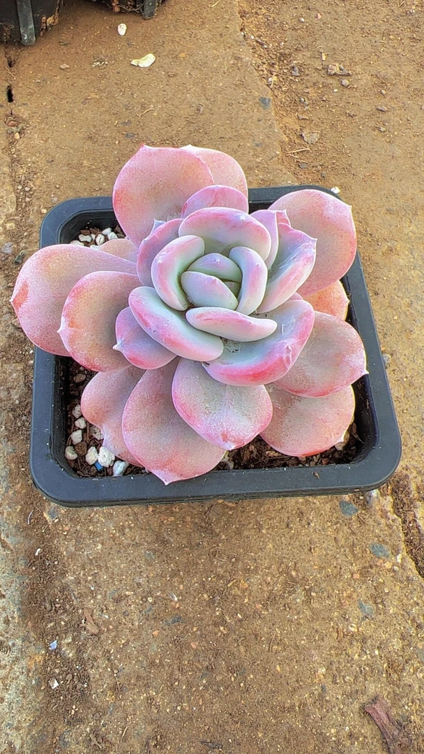 十方韩版奶茶（满9.9包邮）