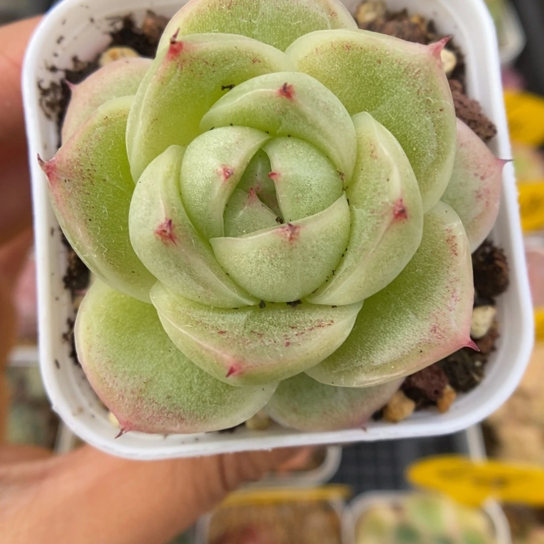 新品麦秆可拍442号