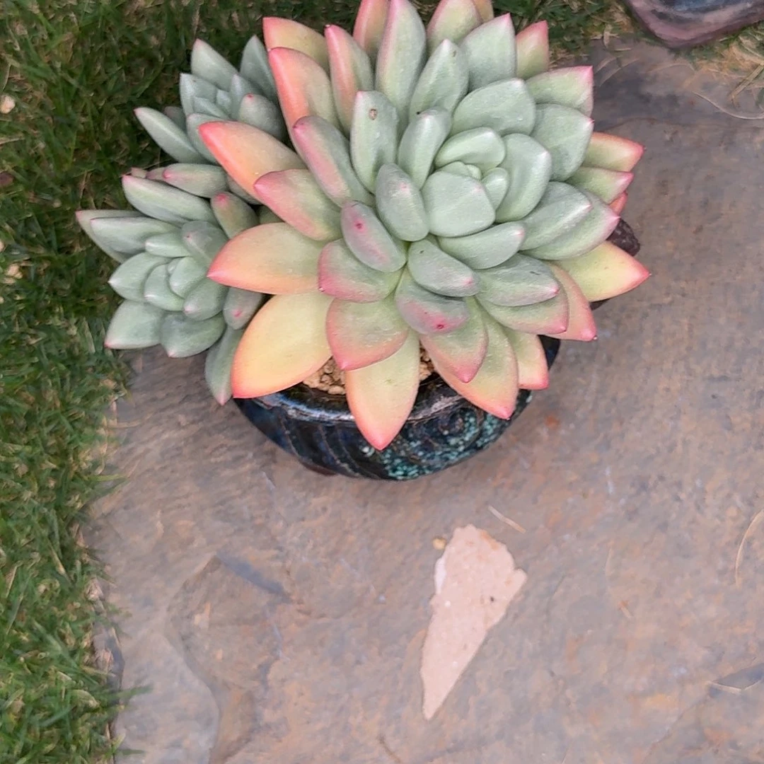 E***鹏油画多肉植物发货