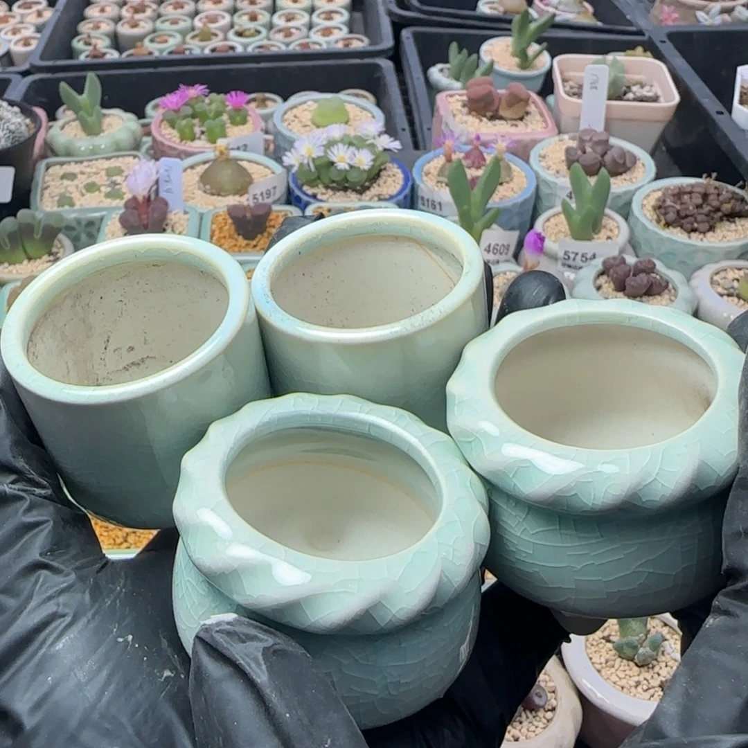 鼠***鼠6084--一物一拍 带盆