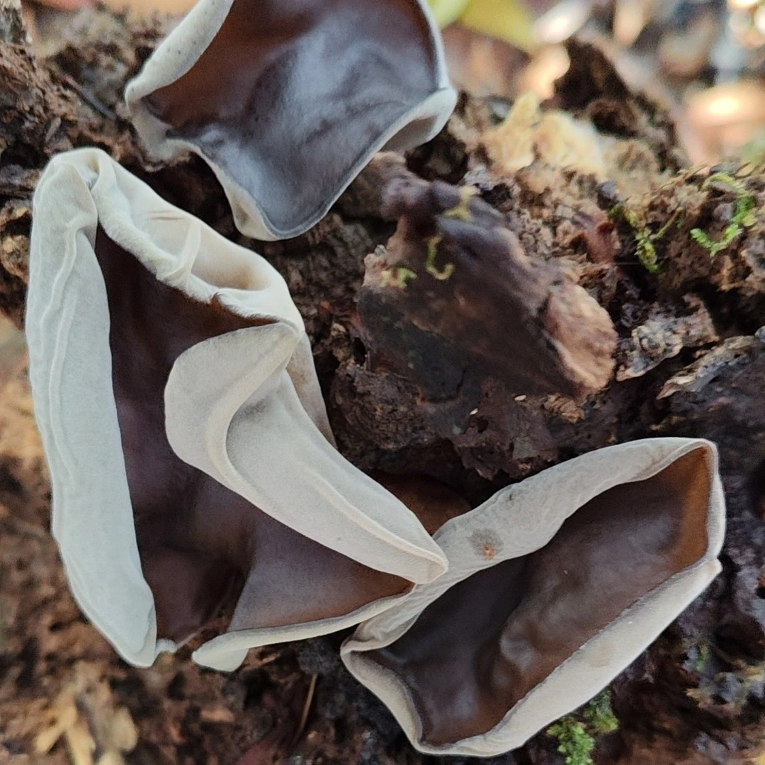 半岭村黑木耳肉质丰厚爽脆Q糯精品细选125g
