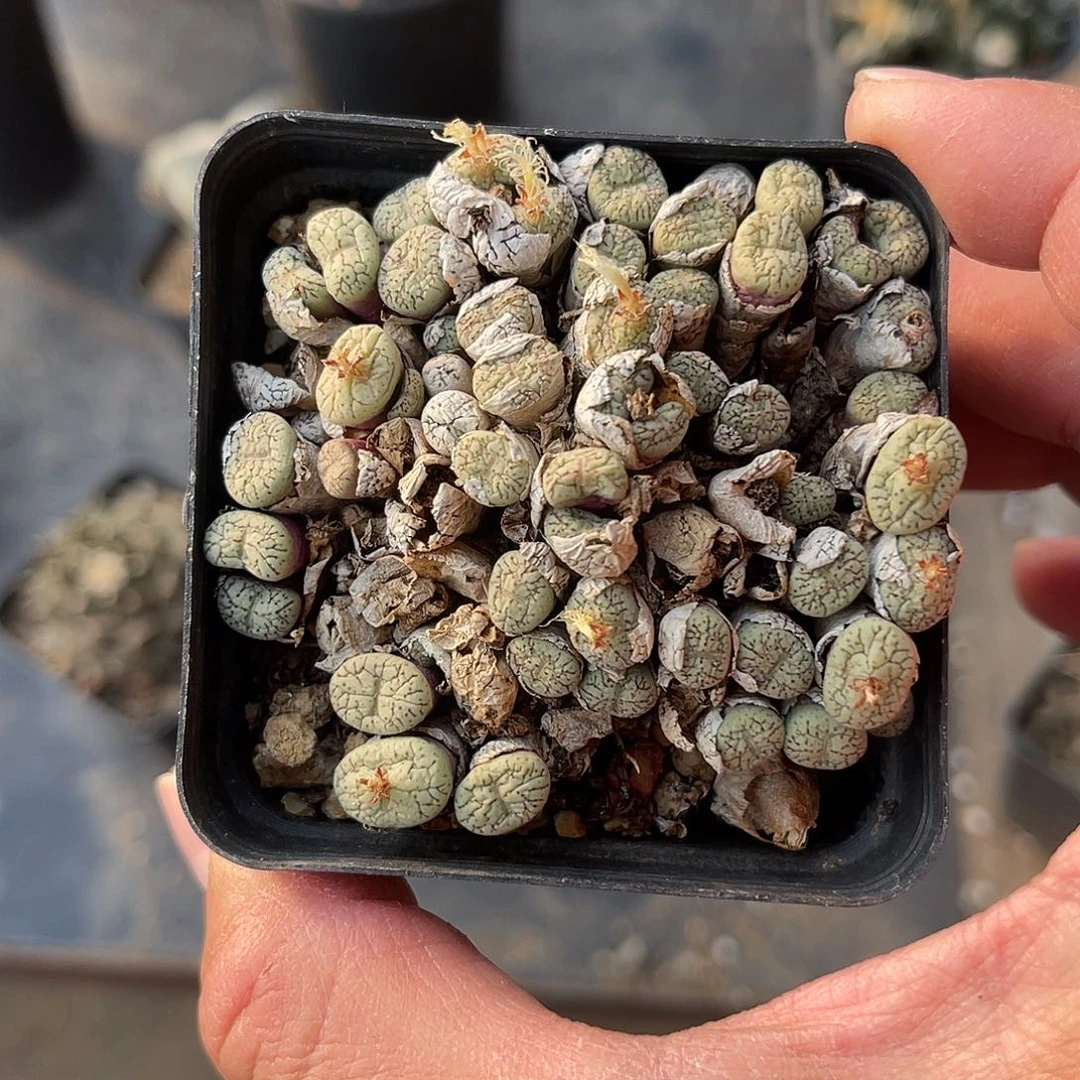 子播实生肉锥一物一拍