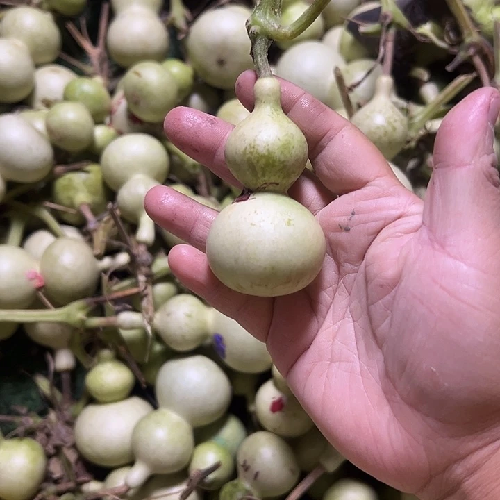青皮包抽不包退，嘎嘎板正