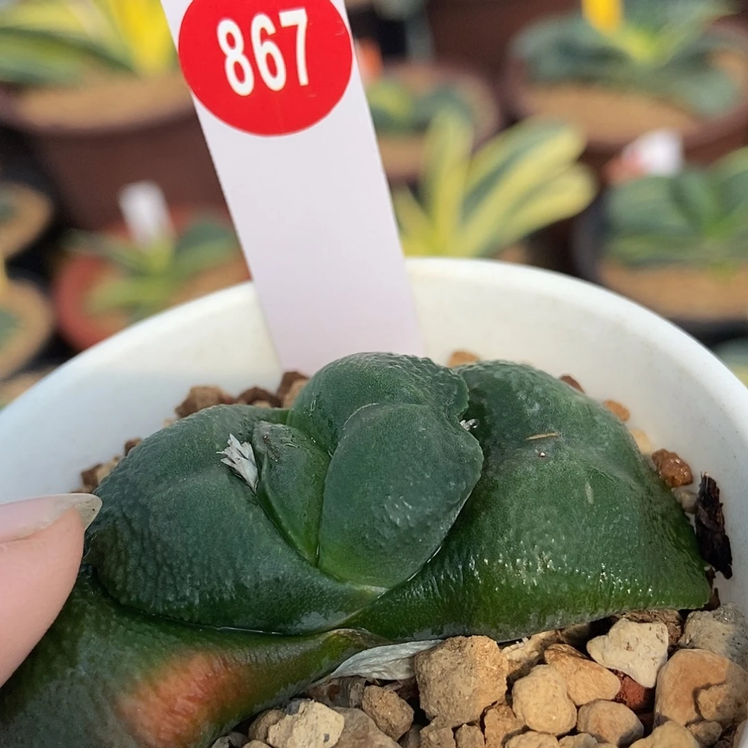 867军配蝴蝶叶大肚皮带盆发货