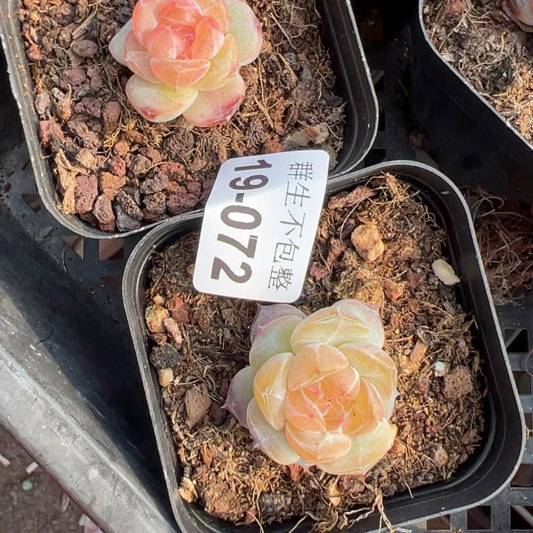 永****店小卡拉米糖心一物一拍19-72